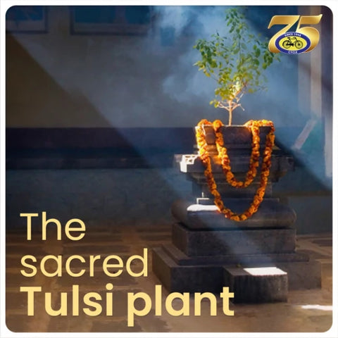 Why do we worship Tulsi?