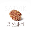 3 Mukhi Rudraksha regular natural bead Nepal for healing energy and purification. India’s Premium Rudraksha Beads Brand - www.satvikstore.in
