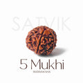 5 Mukhi Rudraksha collector grade natural bead Nepal certified. India’s Premium Rudraksha Beads Brand - www.satvikstore.in