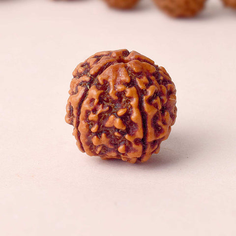 5 Mukhi Rudraksha (Collector)