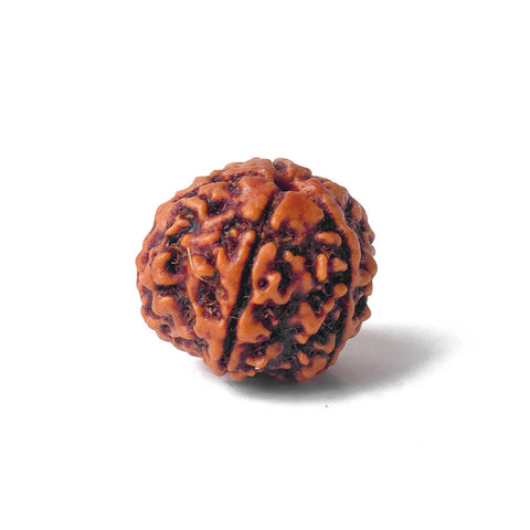 5 Mukhi Rudraksha (Collector)