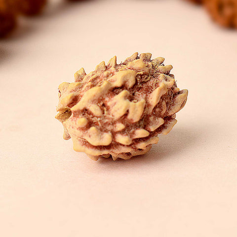 3 Mukhi Rudraksha (Regular)