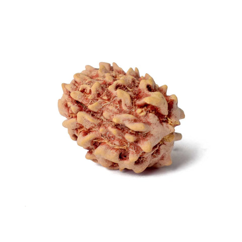 3 Mukhi Rudraksha (Regular)