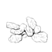 Frankincense