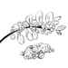 Guggul