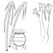 Sankranti
