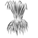 Vetiver